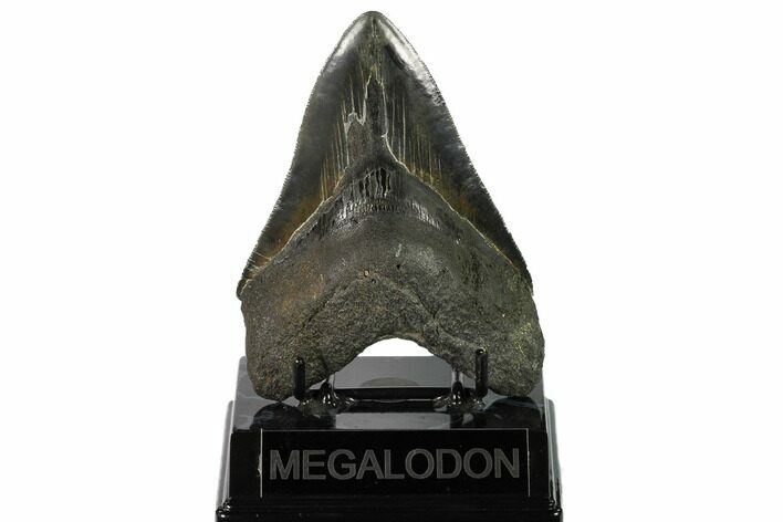 Serrated, Fossil Megalodon Tooth - Georgia #145456